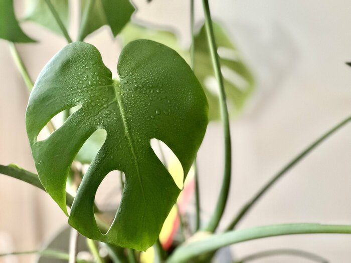 モンステラの大きな葉にも、1回でまんべんなく葉水をあげられる！