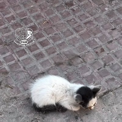 「事故に遭い炎天下で放置されていた猫」が病院で手当を受けて回復 今ではリラックスして日向ぼっこを楽しむように…
