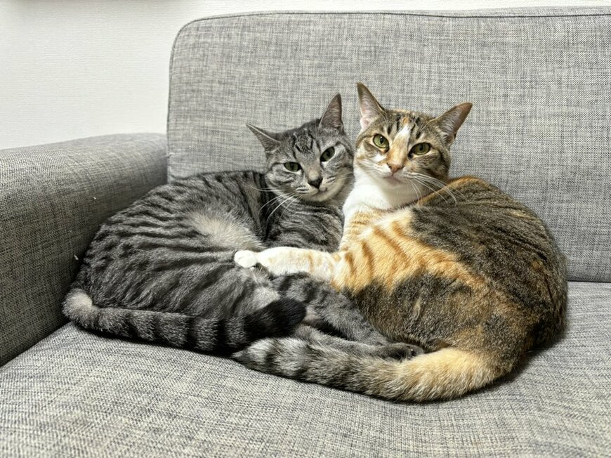 出所：@totomaru_hanmi