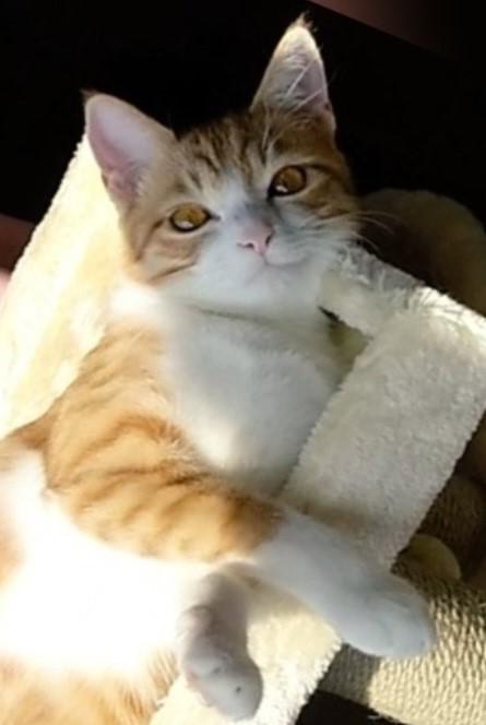 出所：@mero627puri914 