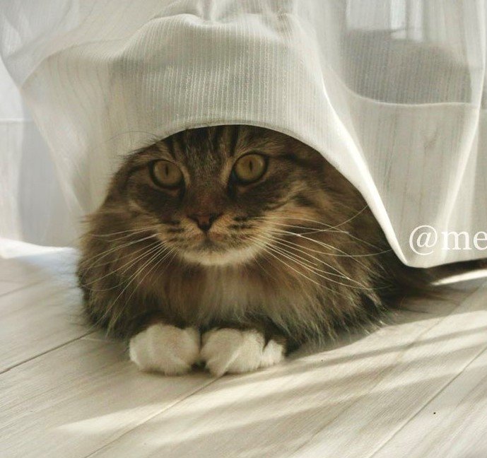 出所：@meltube_cat