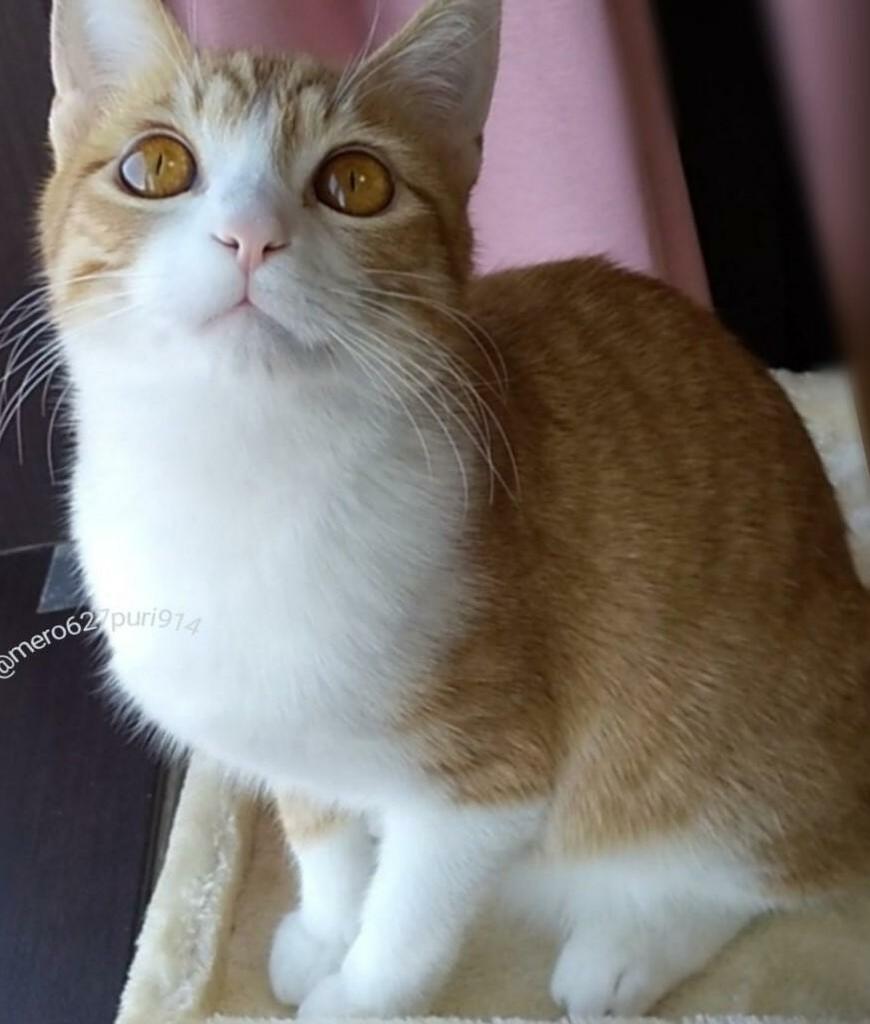 出所：@mero627puri914