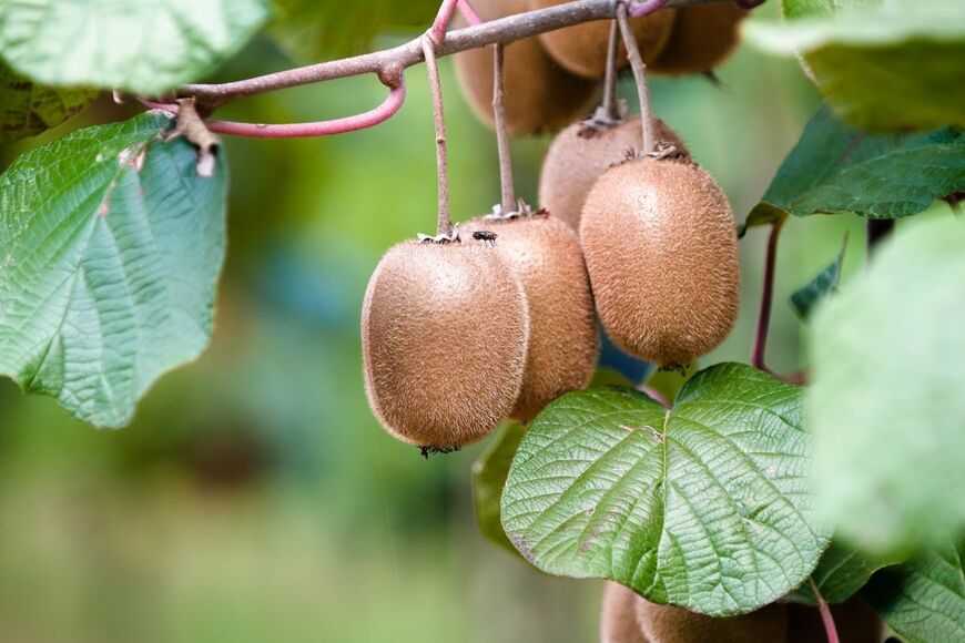 kukuruxa/shutterstock.com