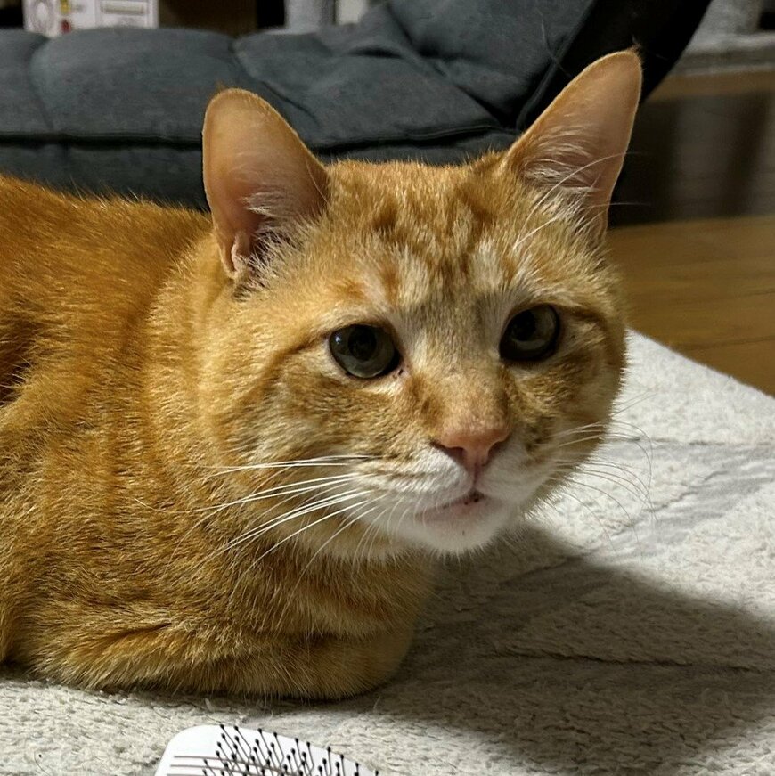 出所：@Beercat_Ana_Dar