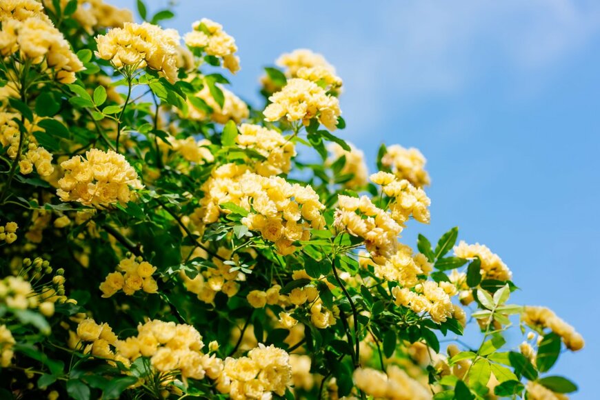 モッコウバラ（Sveta Mikhalevich/shutterstock.com）