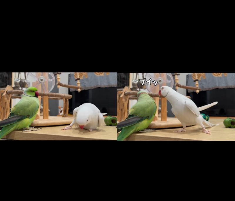 出所：@zundamame_cockatiel