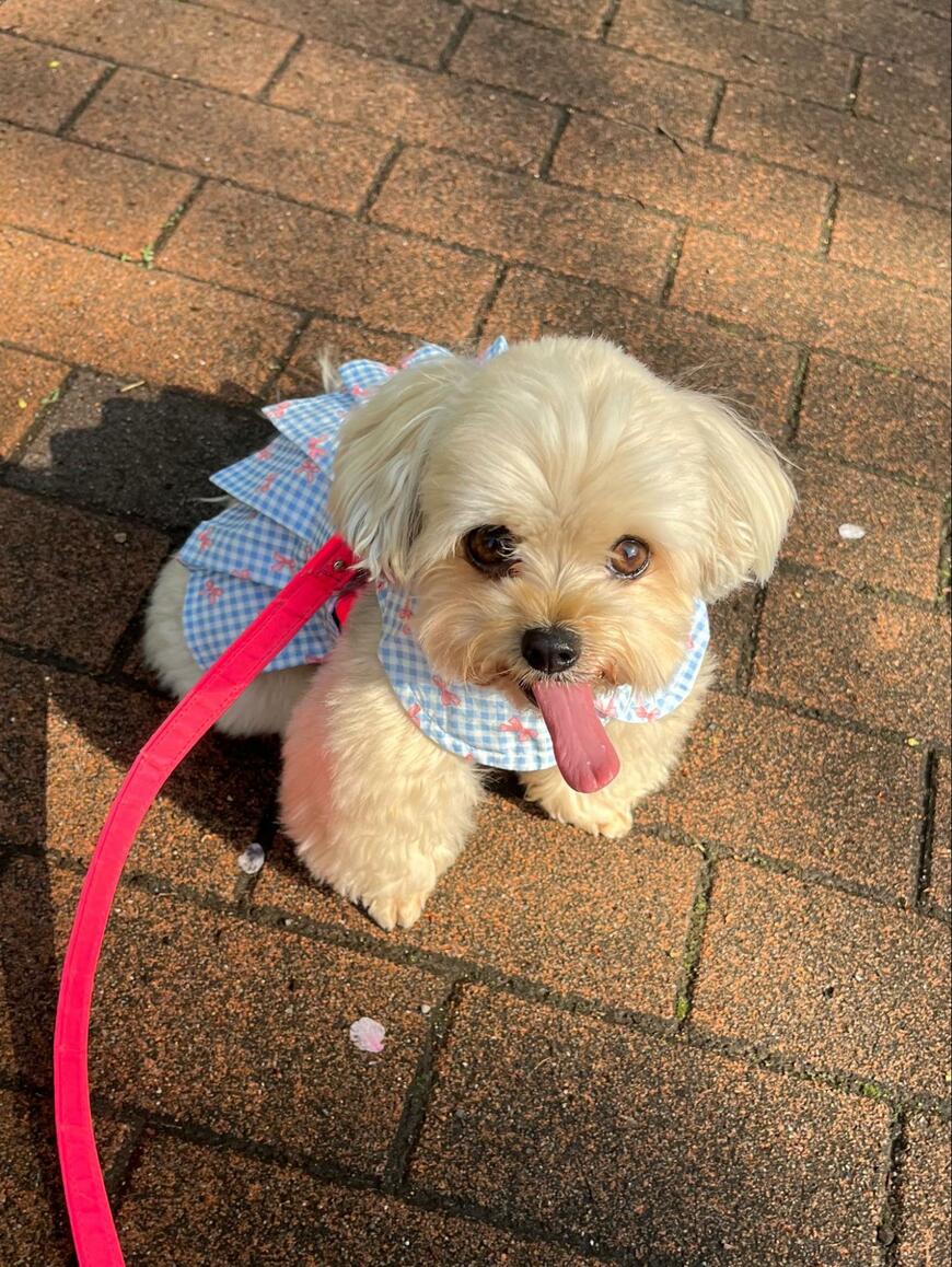 出所：@potage_0924