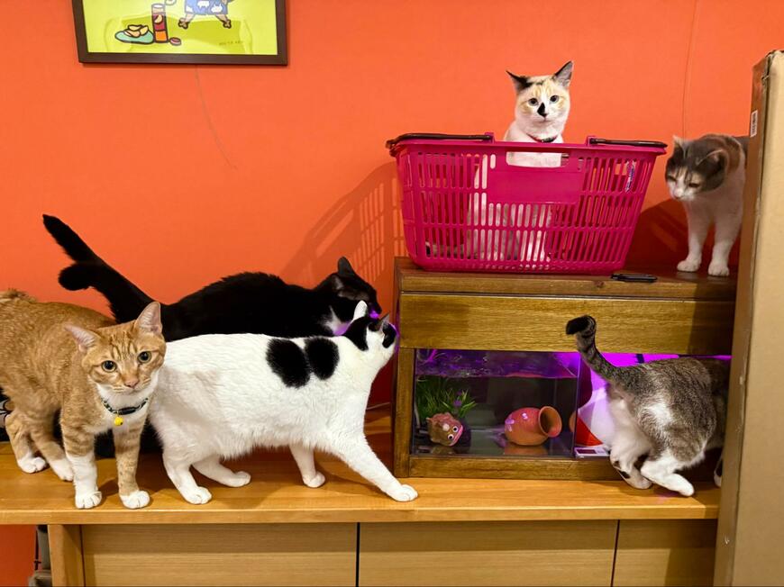 ウーパールーパーの餌を交換→集まった「猫達」の様子に笑ってしまう！