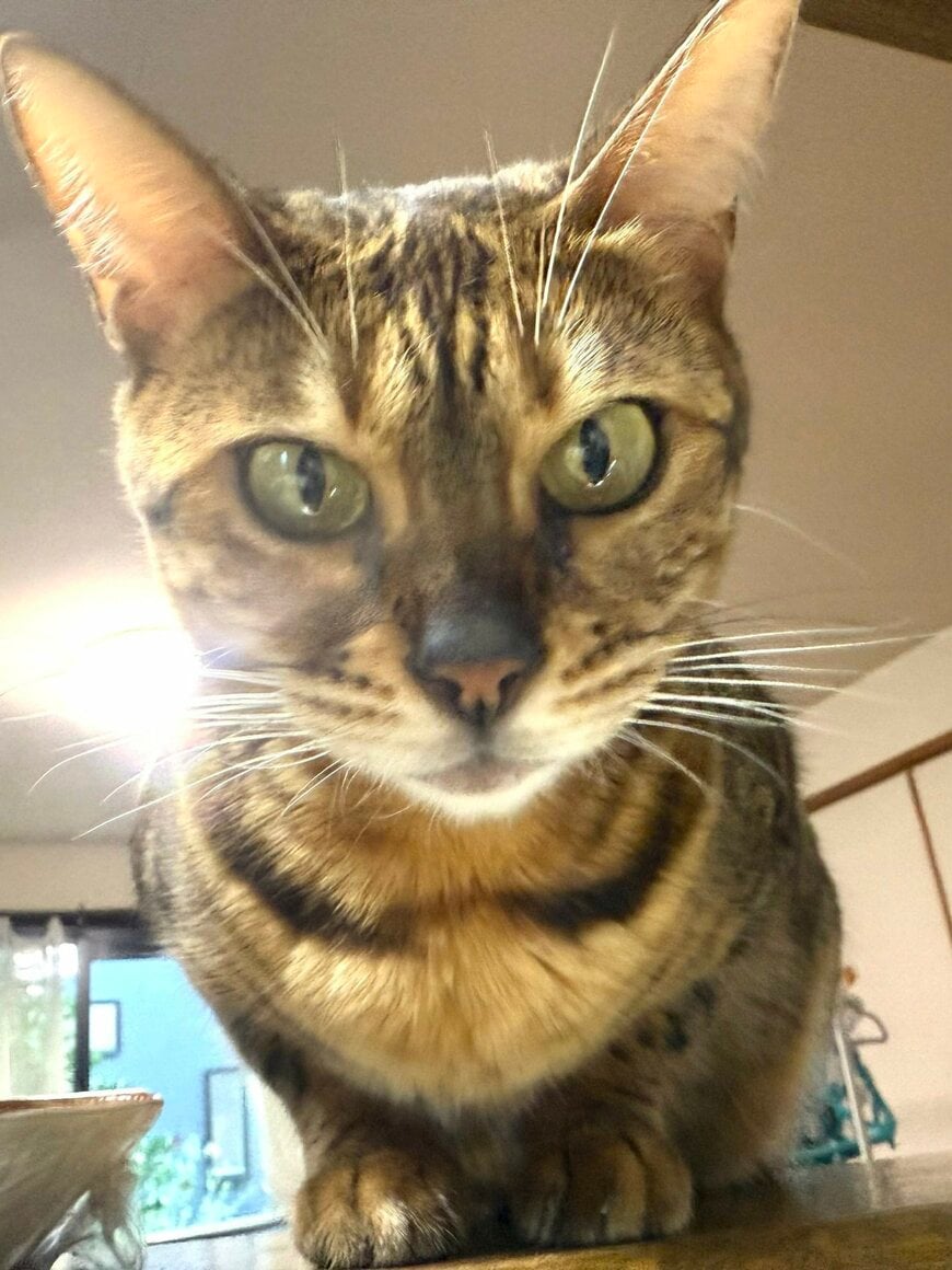 クールビューティーな猫ちゃんの「叱咤激励」　明かされた「美貌の秘訣」に反響