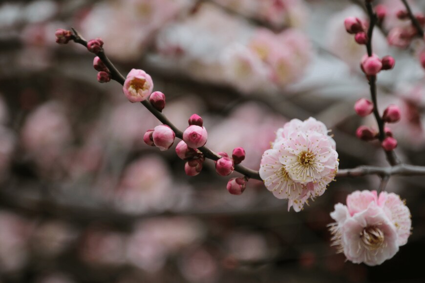 acchity/shutterstock.com