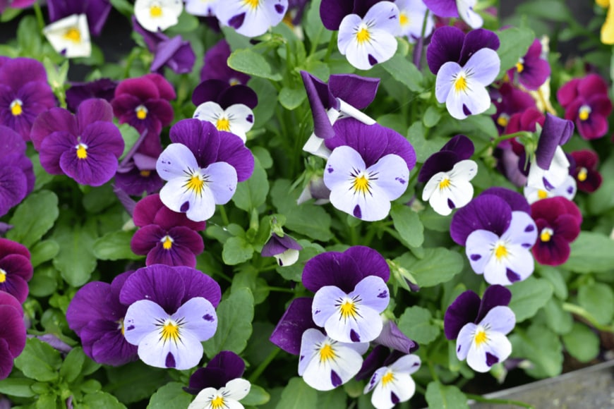 Kollawat Somsri/shutterstock.com