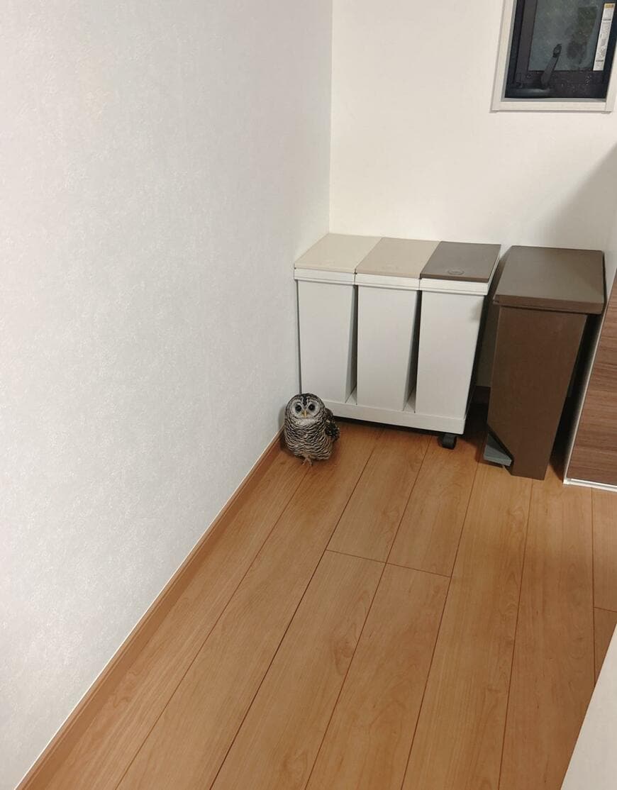 出所：@kanata_akas