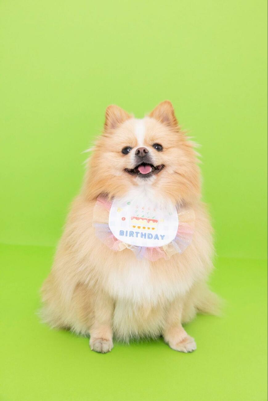 出所：@pomepomePicardy