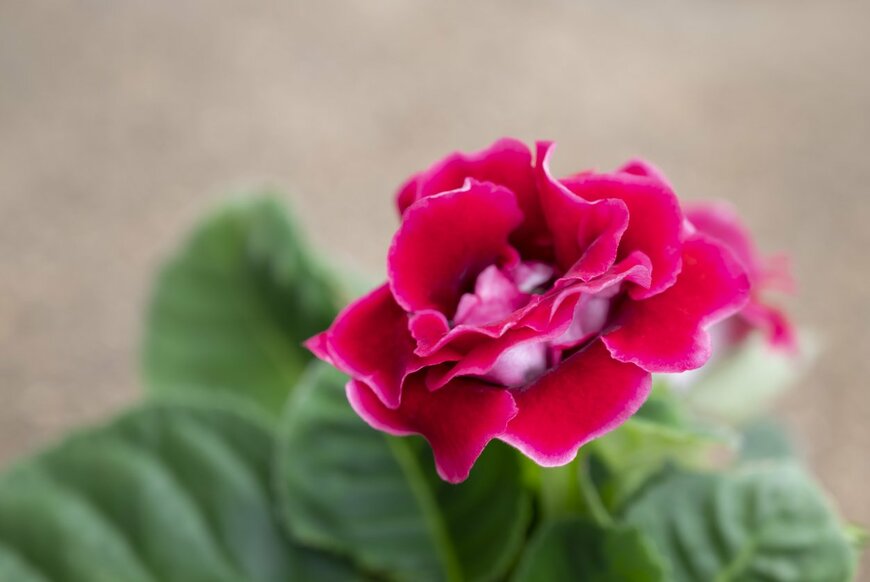 NooUma/istockphoto.com