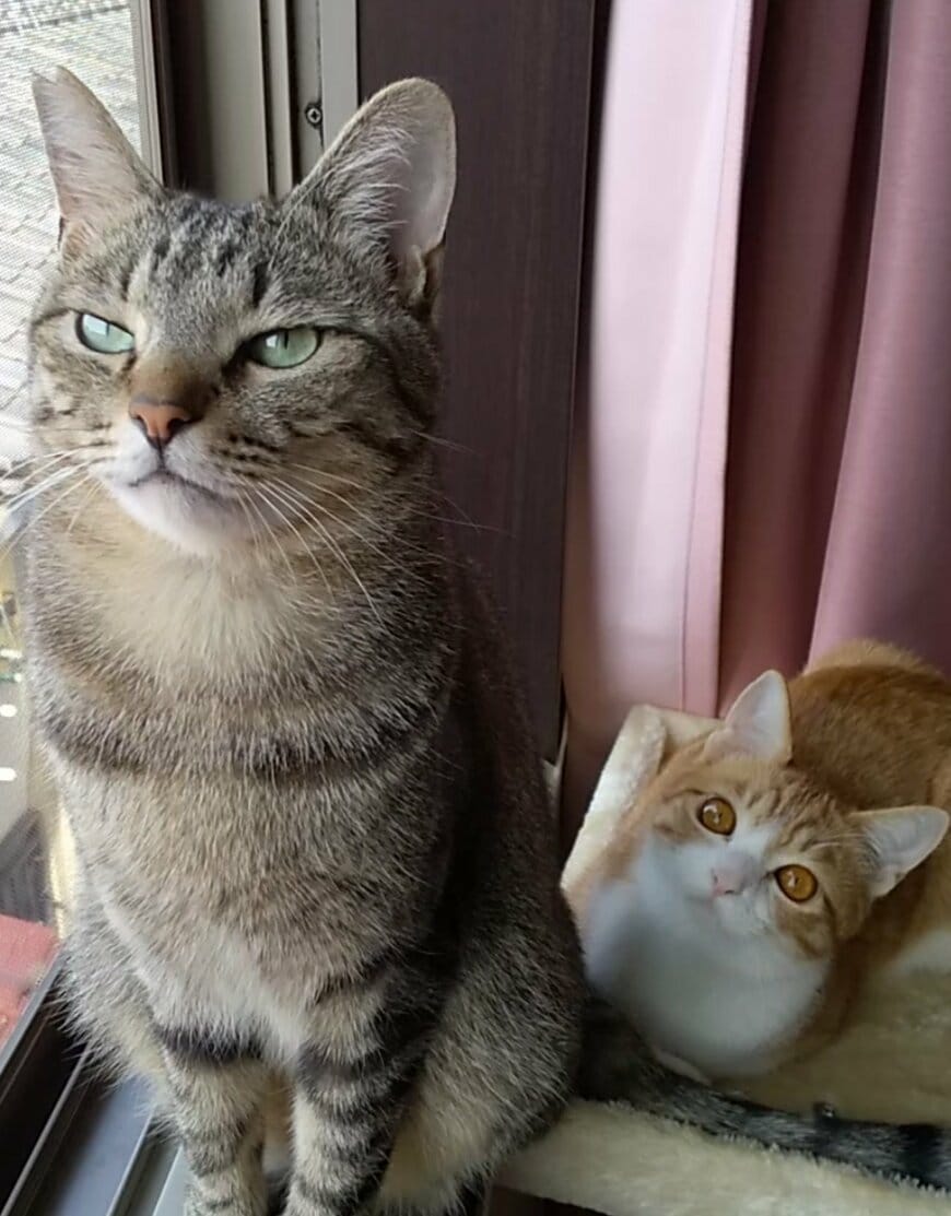 出所：@mero627puri914