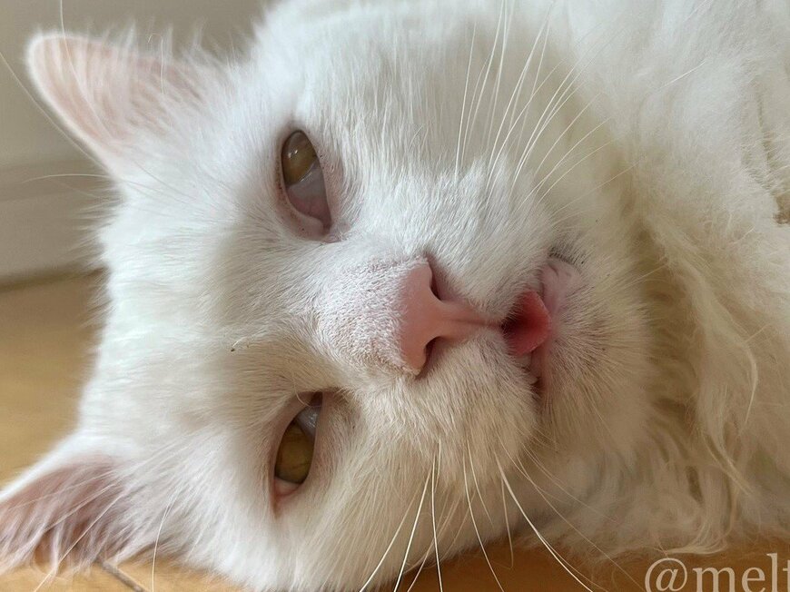 出所：@meltube_cat