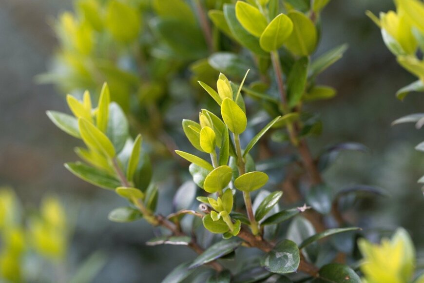 weisschr/istockphoto.com