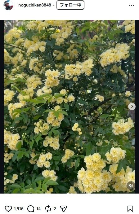 出所：野口健のInstagram（＠noguchiken8848）　参照日：2026年4月16日