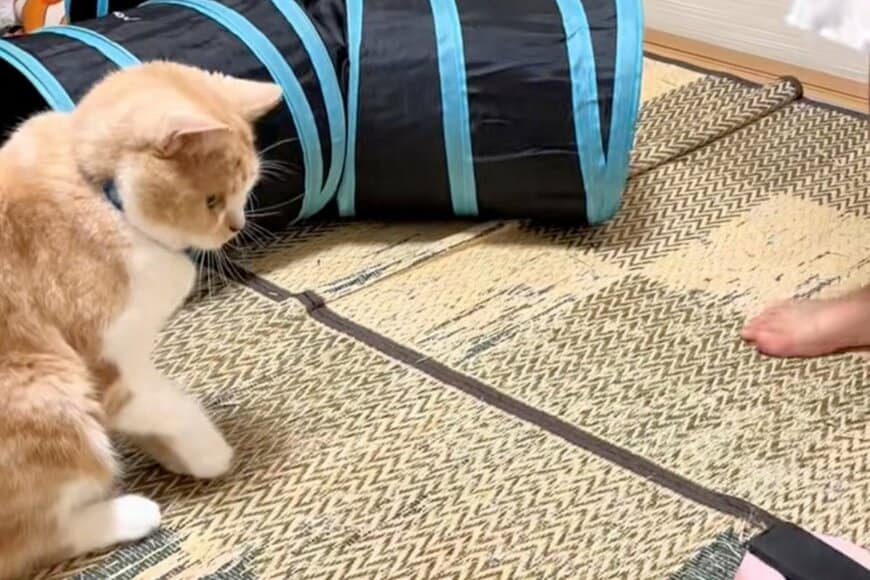 【え！？】猫の前で縄跳びをすると→次の瞬間「まさかの行動」に思わず笑ってしまう