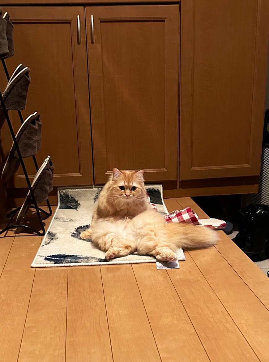 出所：@NEKOLAND13