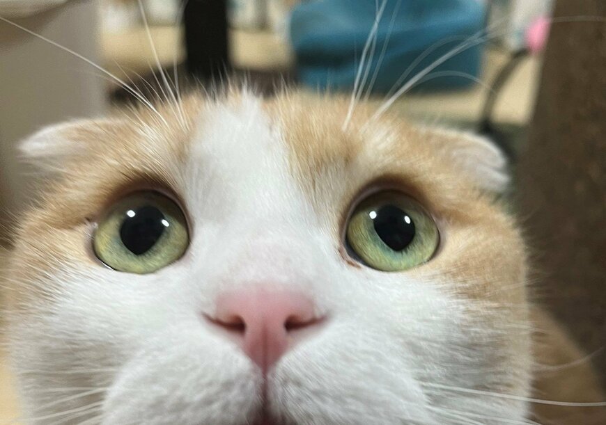 出所：@torotolo106106