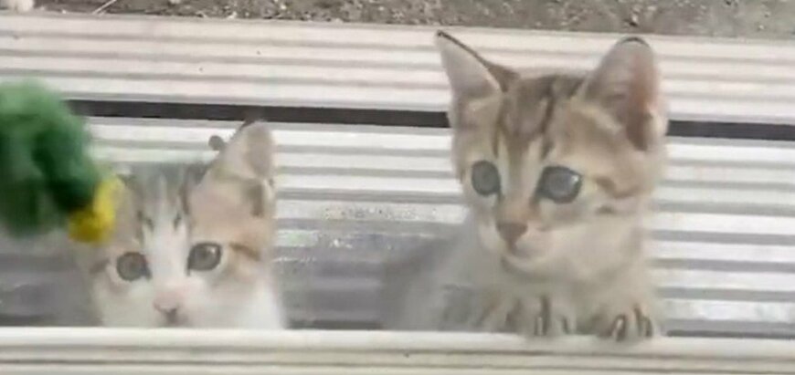 出所：@8rjXhLaRHFwK9l2