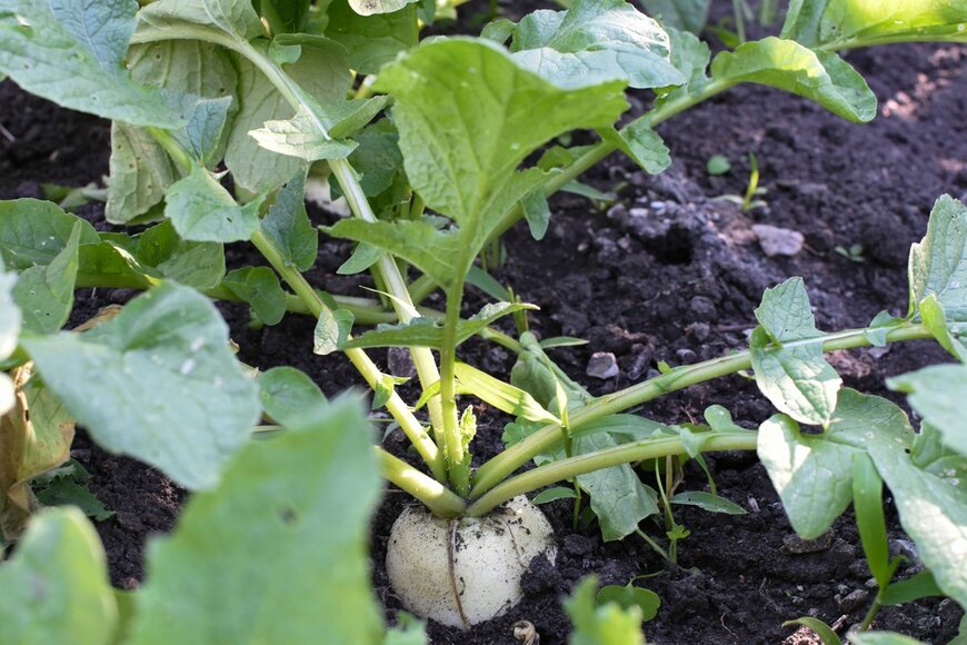 julia64/Shutterstock.com