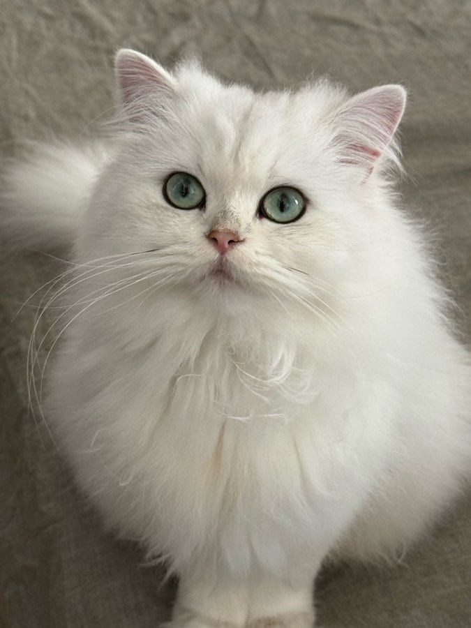 【笑撃！】きらきらの美人猫ちゃん→「OFFすぎる姿」とのギャップに思わず笑ってしまう！