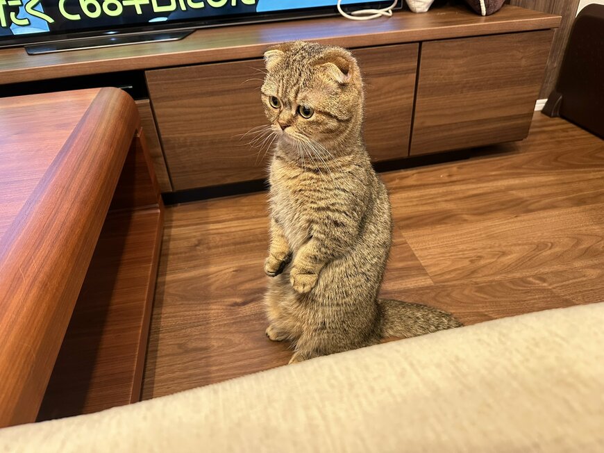 出所：@ponpokopontanu