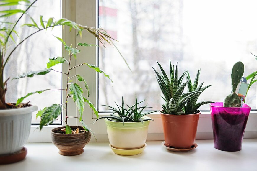 Daria Grebenchuk/Shutterstock.com