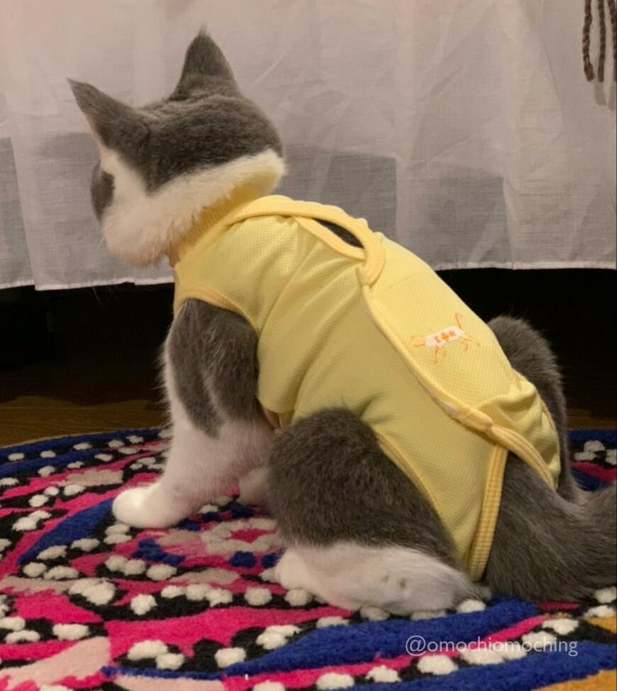 術後服を着た猫ちゃん、一流のアスリートっぽい姿に思わずホッコリ