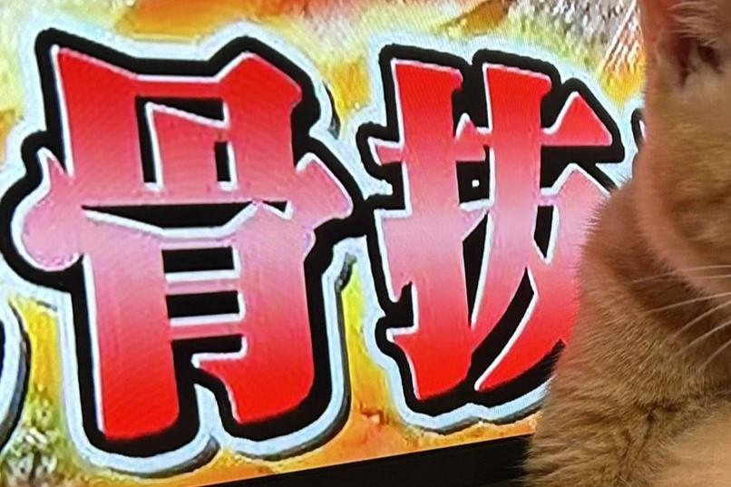 野性味と威嚇度がMAXだった、トラ柄の保護猫　今では超甘えん坊で…「骨抜き」姿にクスッとくる