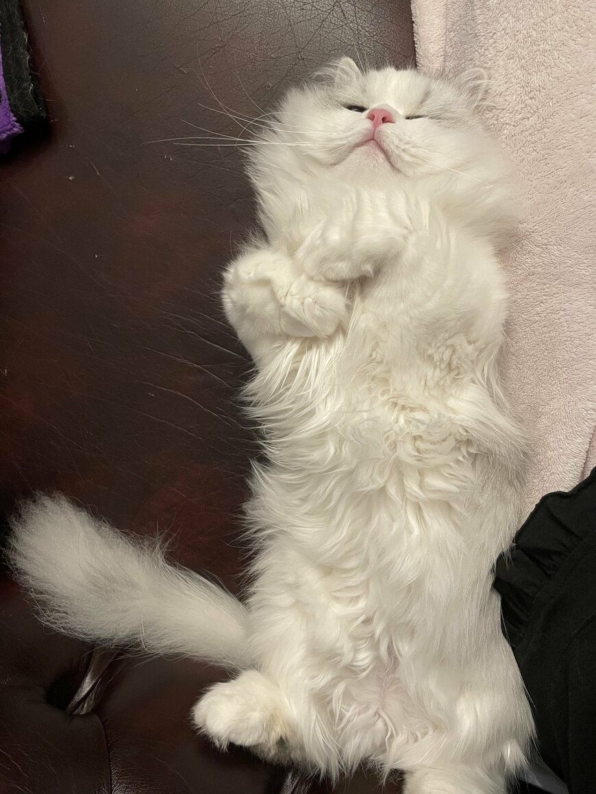 出所：@NEKOLAND13