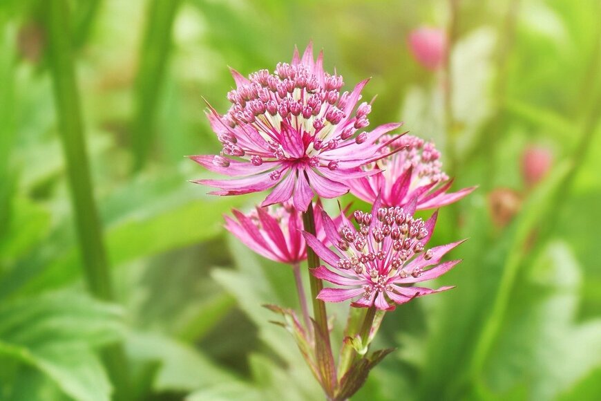 Maryia Afanasyeva/istockphoto.com