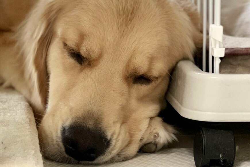 出所：@pu_channeldesu