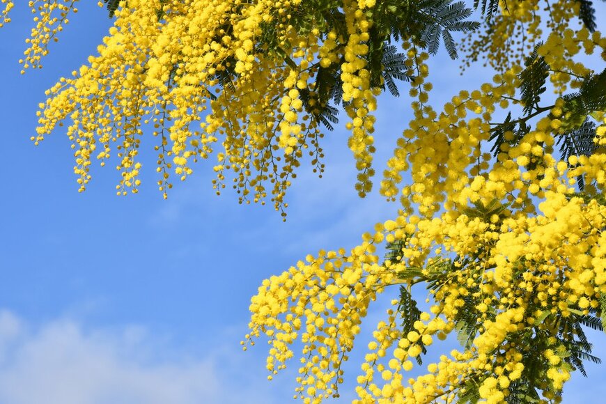 【ミモザの木】オシャレな花姿が人気！花が終わったら「剪定」が必要な理由＆方法を解説