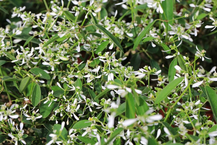 ユーフォルビア（Traveller70/shutterstock.com）