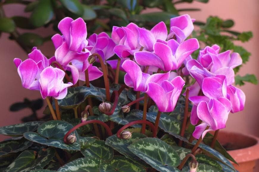 davidek1/shutterstock.com