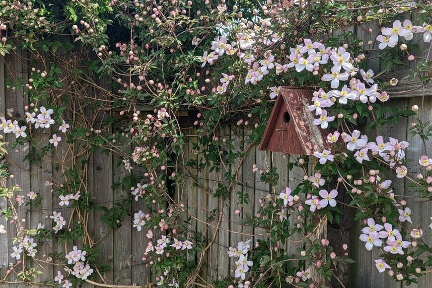 クレマチス　Jon Mapp - Pixel Bandits/istockphoto.com