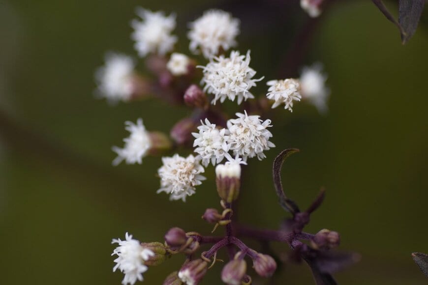 tamu1500/shutterstock.com