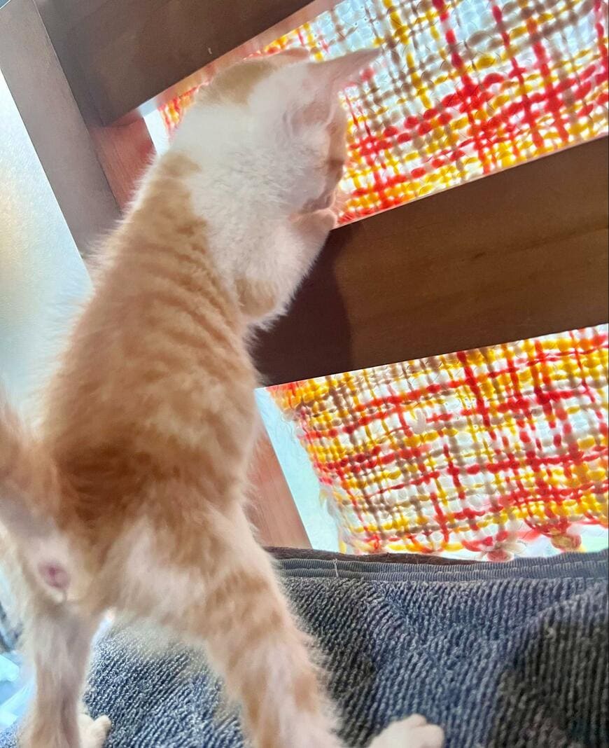 ベッドの縁にも登れなかった「小さき者」　ついに…自力で辿り着いた場所に感動