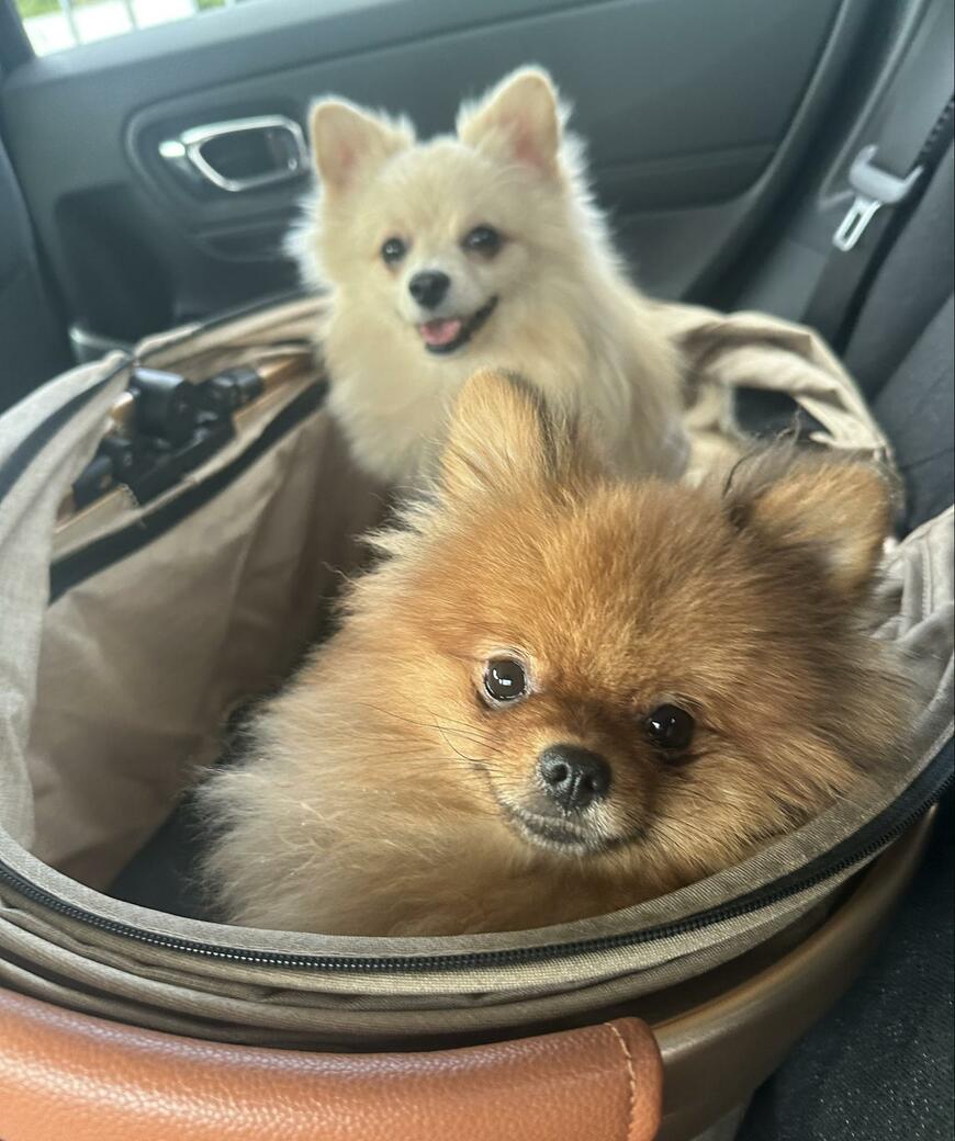 出所：@mirumo__pon