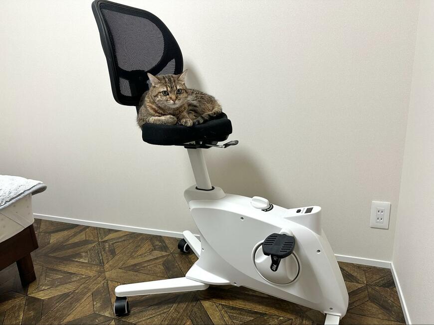 「エアロバイクで運動できない理由」に思わず納得　猫さんの寝顔には敵わない…