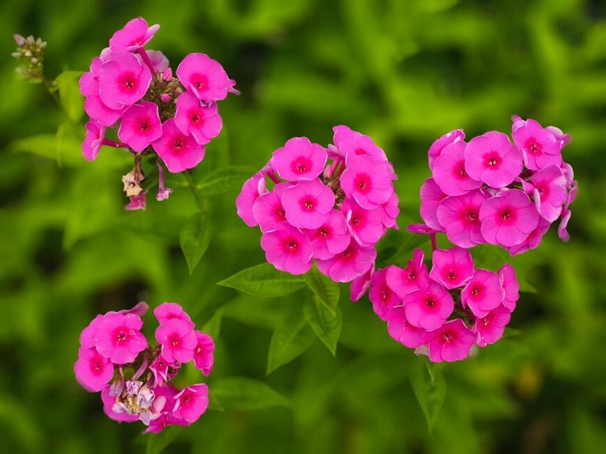 優雅な香りの花をこんもりと咲かせる「宿根フロックス」
