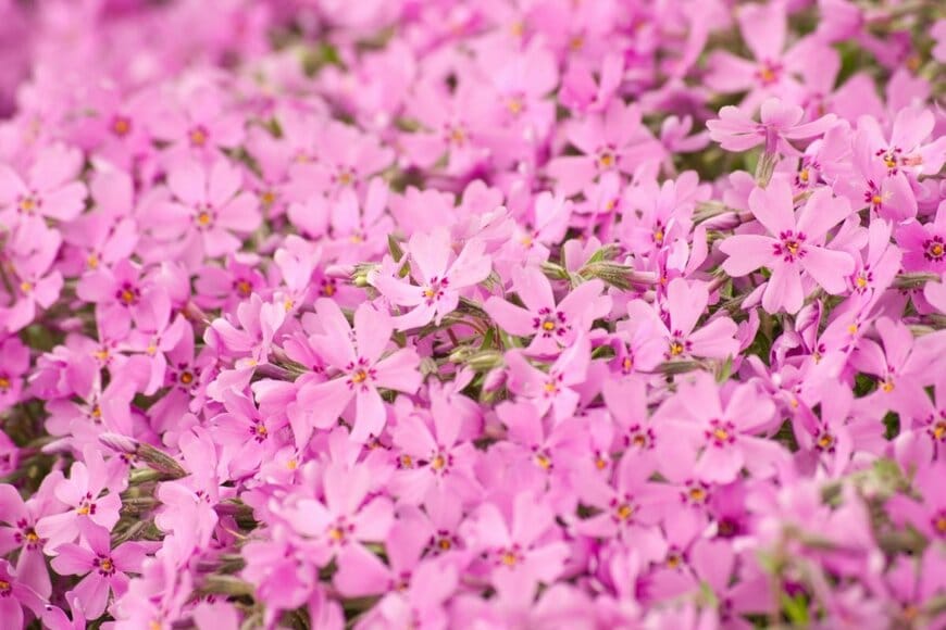 ピンク色のシバザクラの花が満開