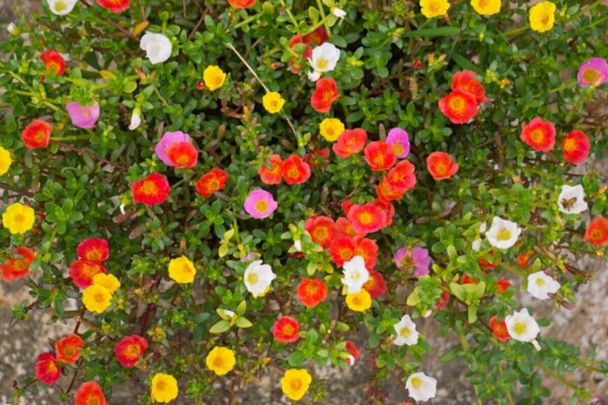 ポーラチュカの花。色は白、オレンジ、ピンクなど