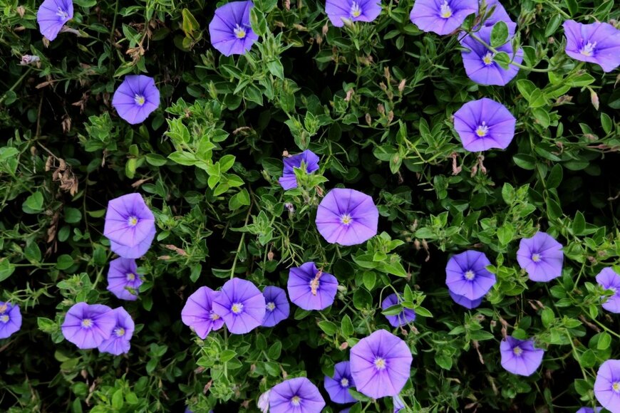 紫色のコンボルブルスの花