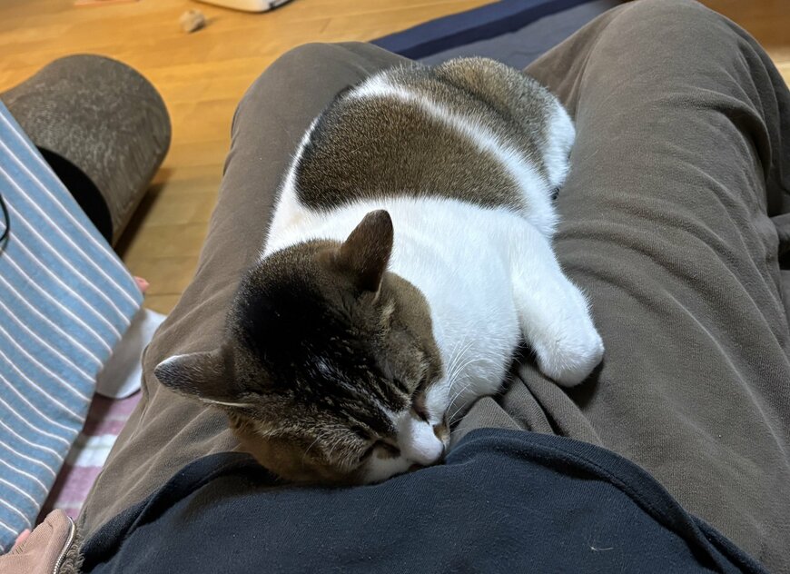 膝の上で丸まる猫ちゃん