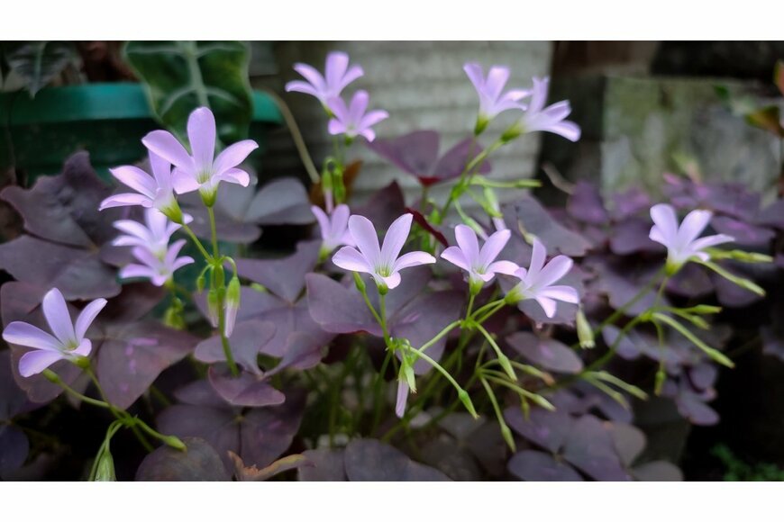 オキザリス・トリアングラリス