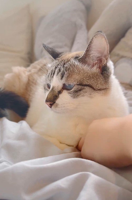 香箱すわりの猫